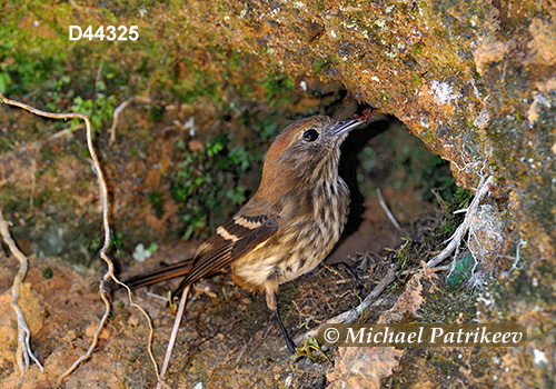 Blue-billed Black Tyrant (Knipolegus cyanirostris)